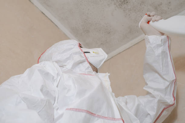 Best Post-Flood Mold Remediation in Grove City, PA