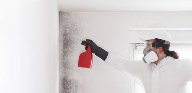Best Commercial Mold Remediation in Grove City, PA