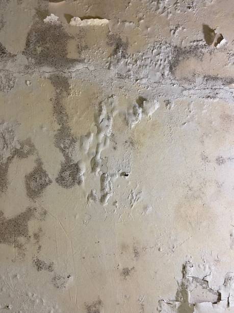 Best HVAC Mold Remediation in Grove City, PA